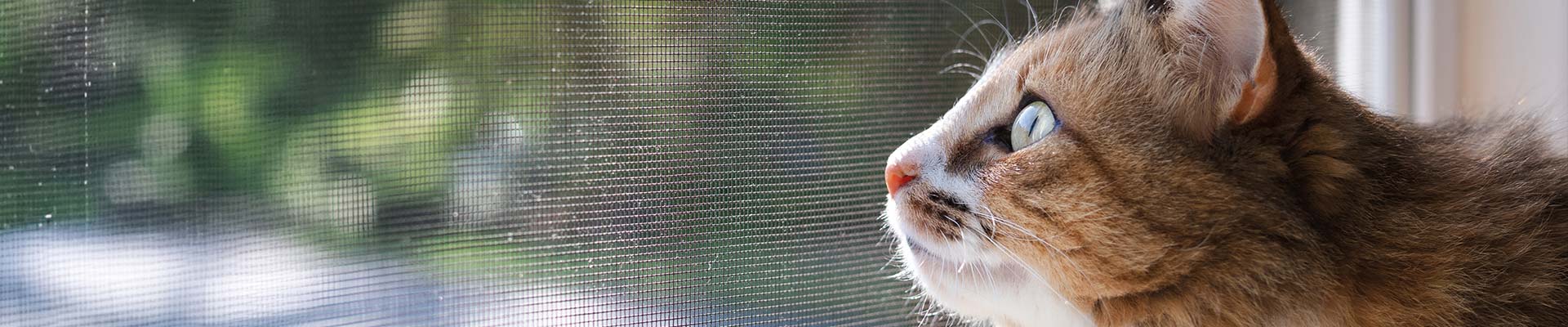 Fliegengitter-direkt Insektenschutz Haustiere Katzensicher